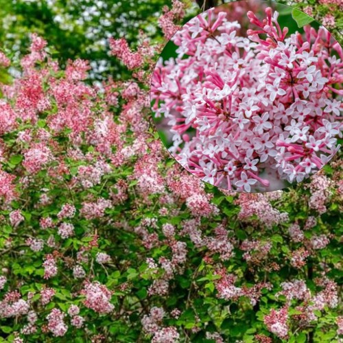 Syringa 'Josee' - Sirel 'Josee' C2/2L